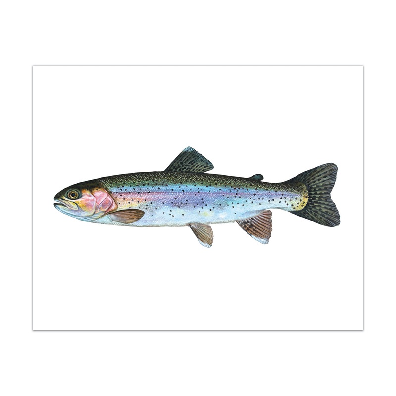 Rainbow Trout Print 8×10