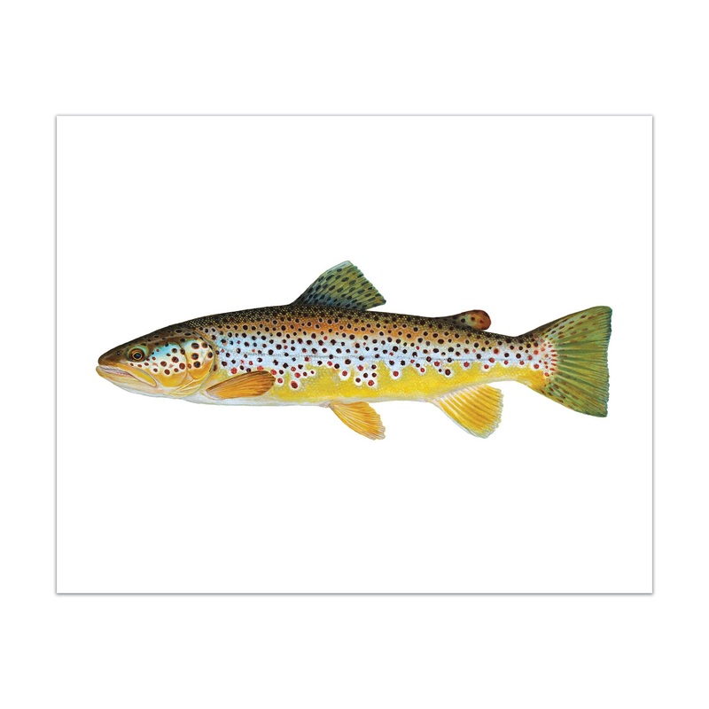 Brown Trout Print 8×10