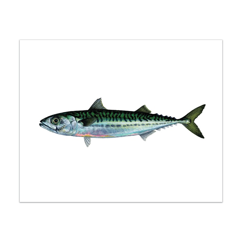 Atlantic Mackerel Print 5×7