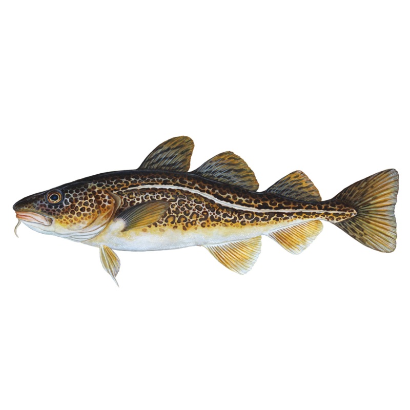 Atlantic Cod Print 8×10