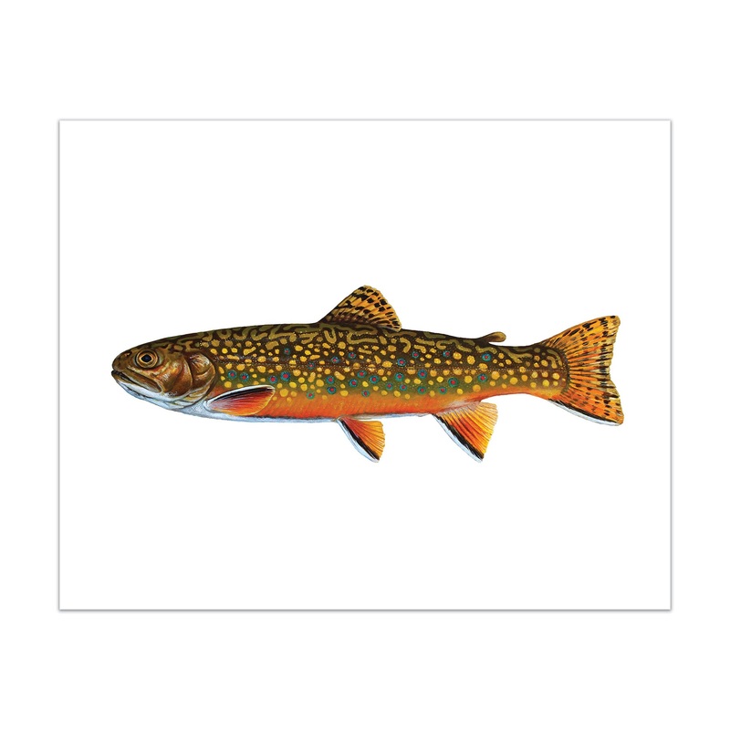 Brook Trout Print 8×10
