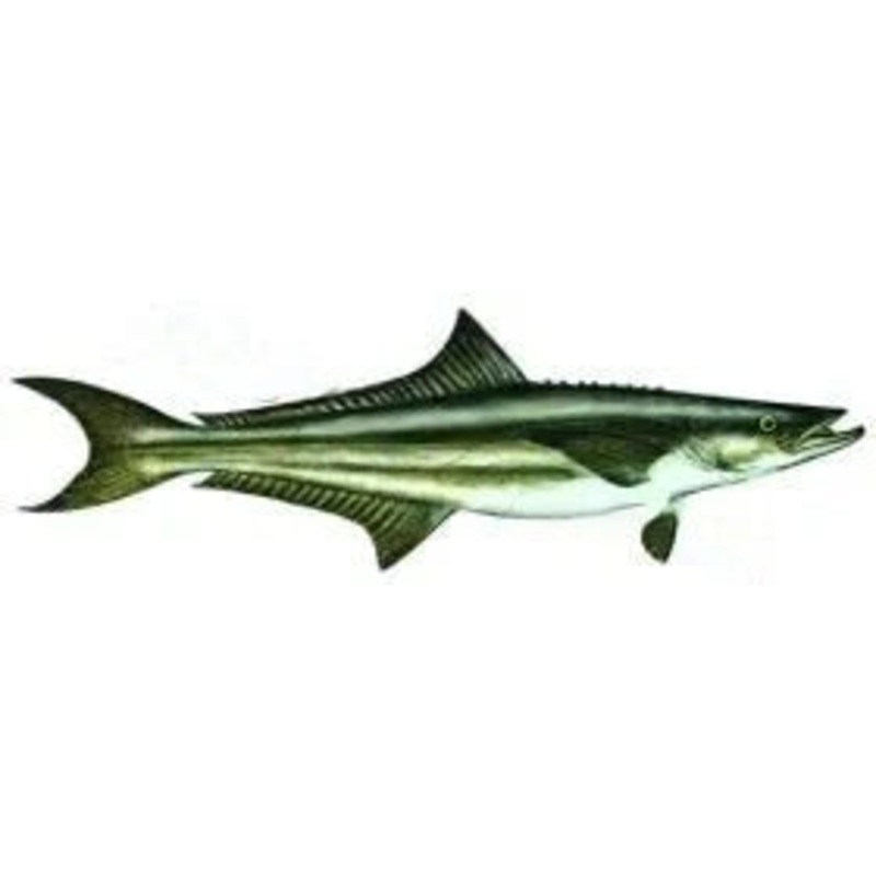 Gold King Mackerel
